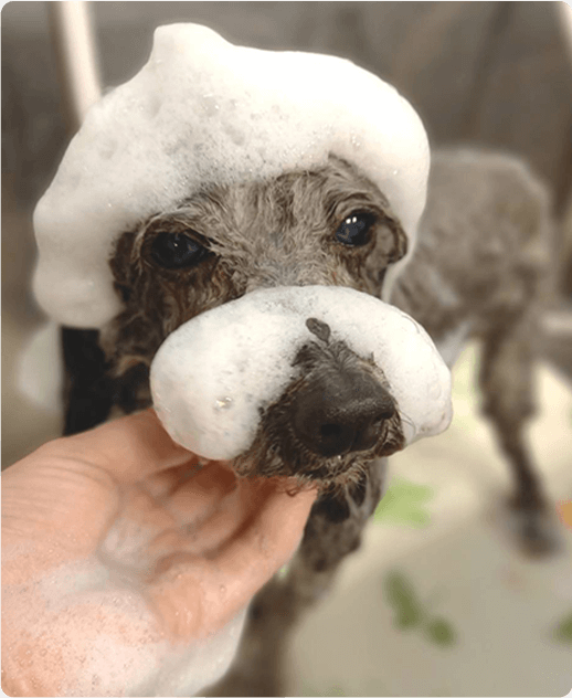 気持ちよさそうにシャンプーをしてもらうワンちゃん